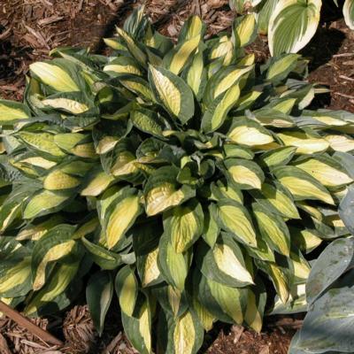 Hosta 'Gypsy Rose'